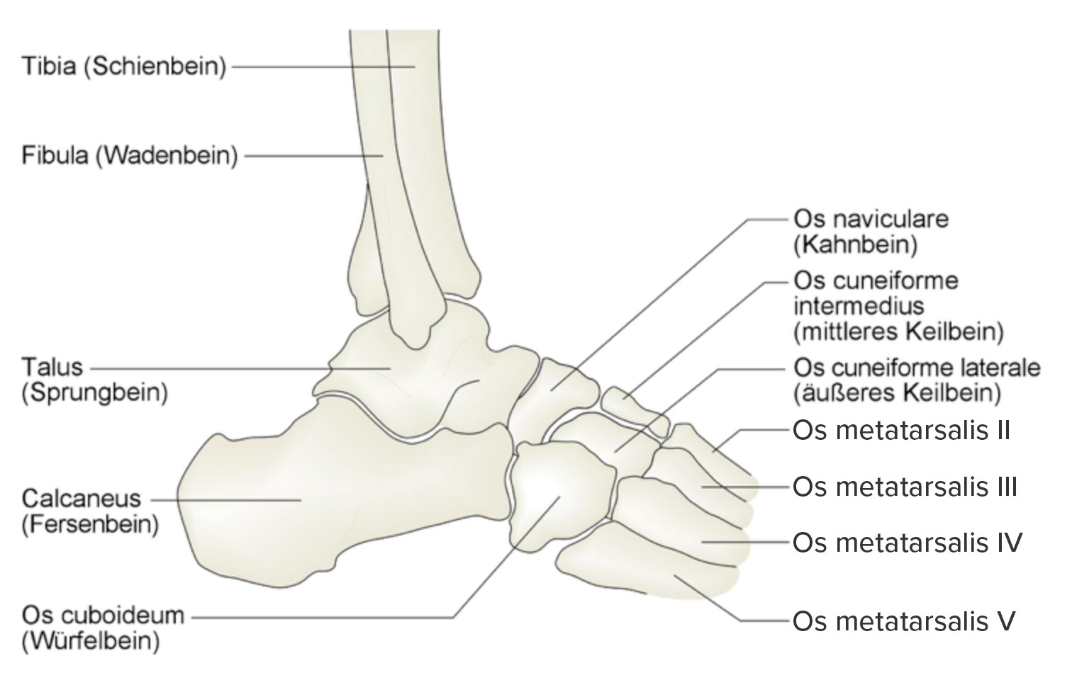 Os-metatarsalis.jpg