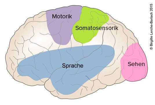 466-hjernens-funktionsomrad (002).jpg
