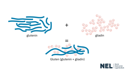 Gluten illustrasjon-NEL Cropped.png