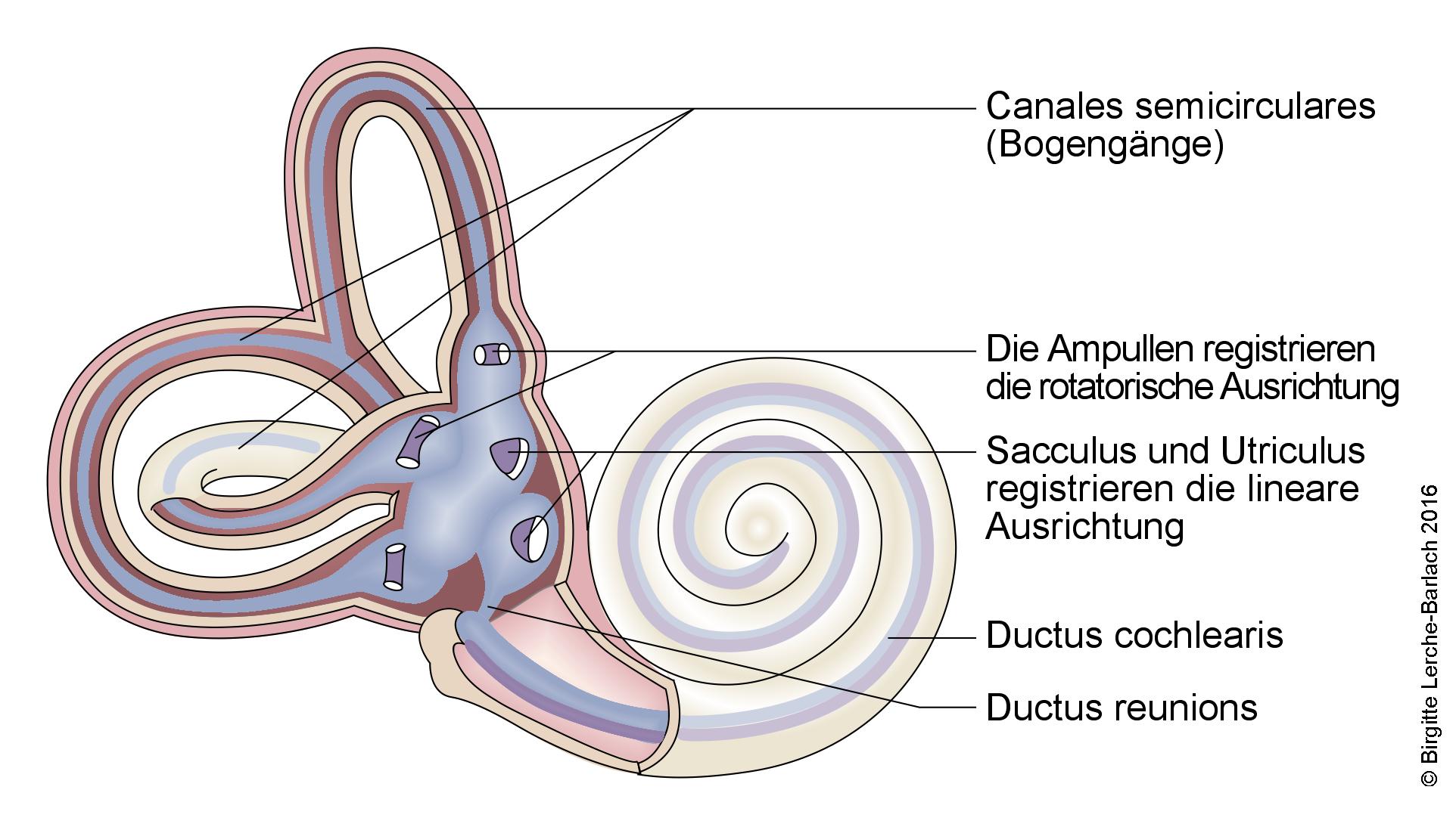 Innenohr: Cochlea und Vestibulum Innenohr: Cochlea und Vestibulum