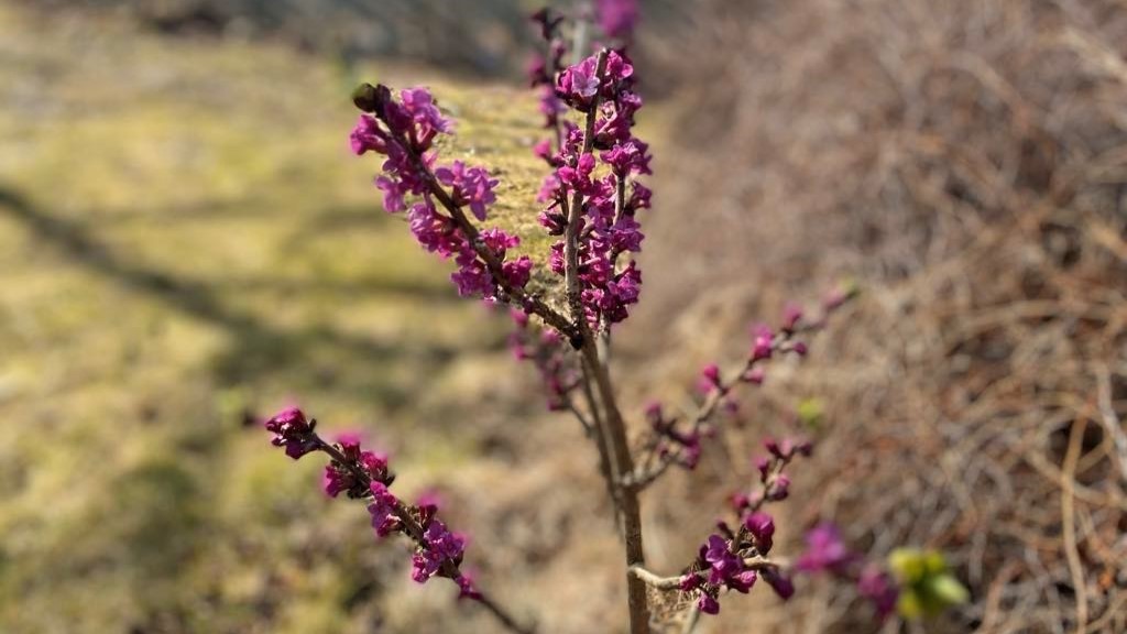 Blomstrende tysbast, gulnet gress og kvist i bakgrunn