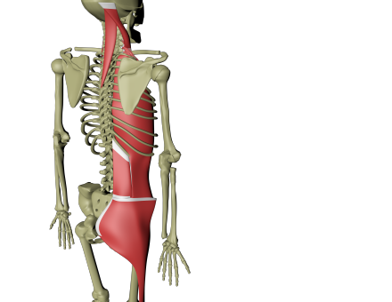 Lateral linje 4.png Lateral linje 4.png