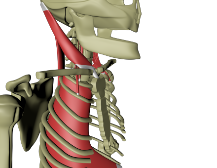 Lateral linje 6.png Lateral linje 6.png
