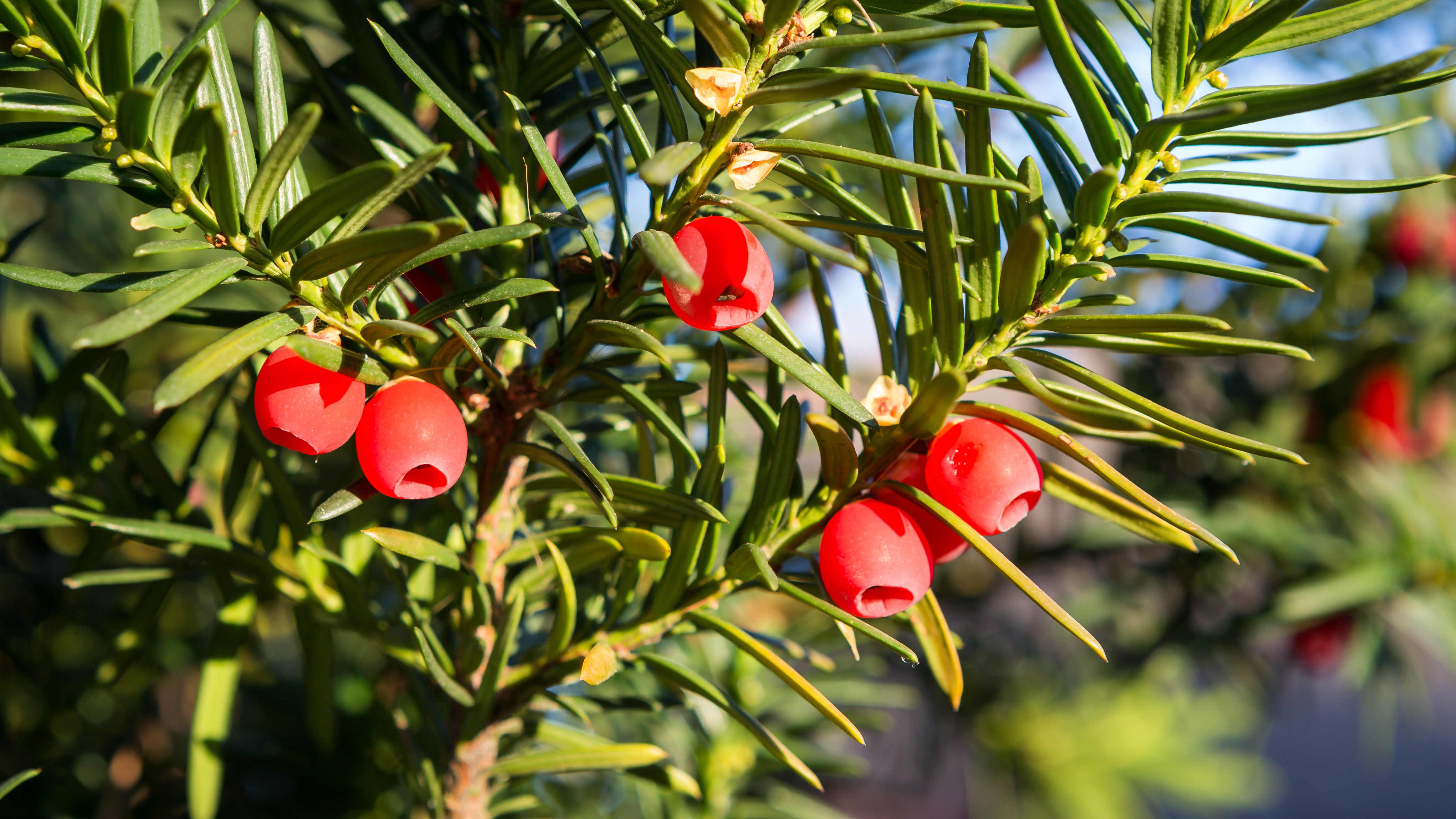 Barlind/Taxus baccata