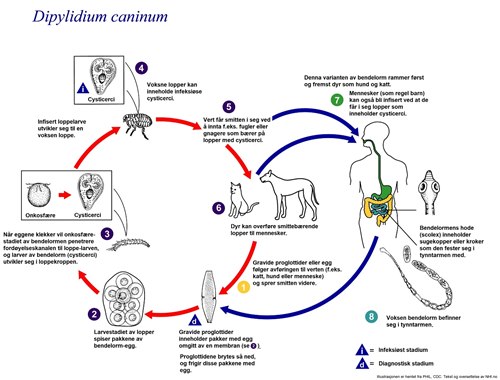 Livssyklus Dipylidium