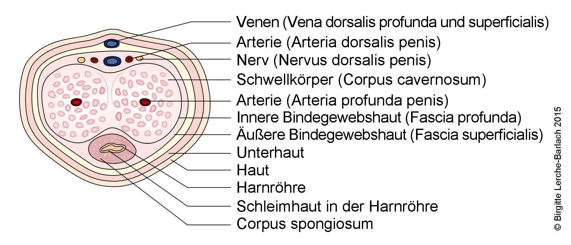 Penis, Querschnitt