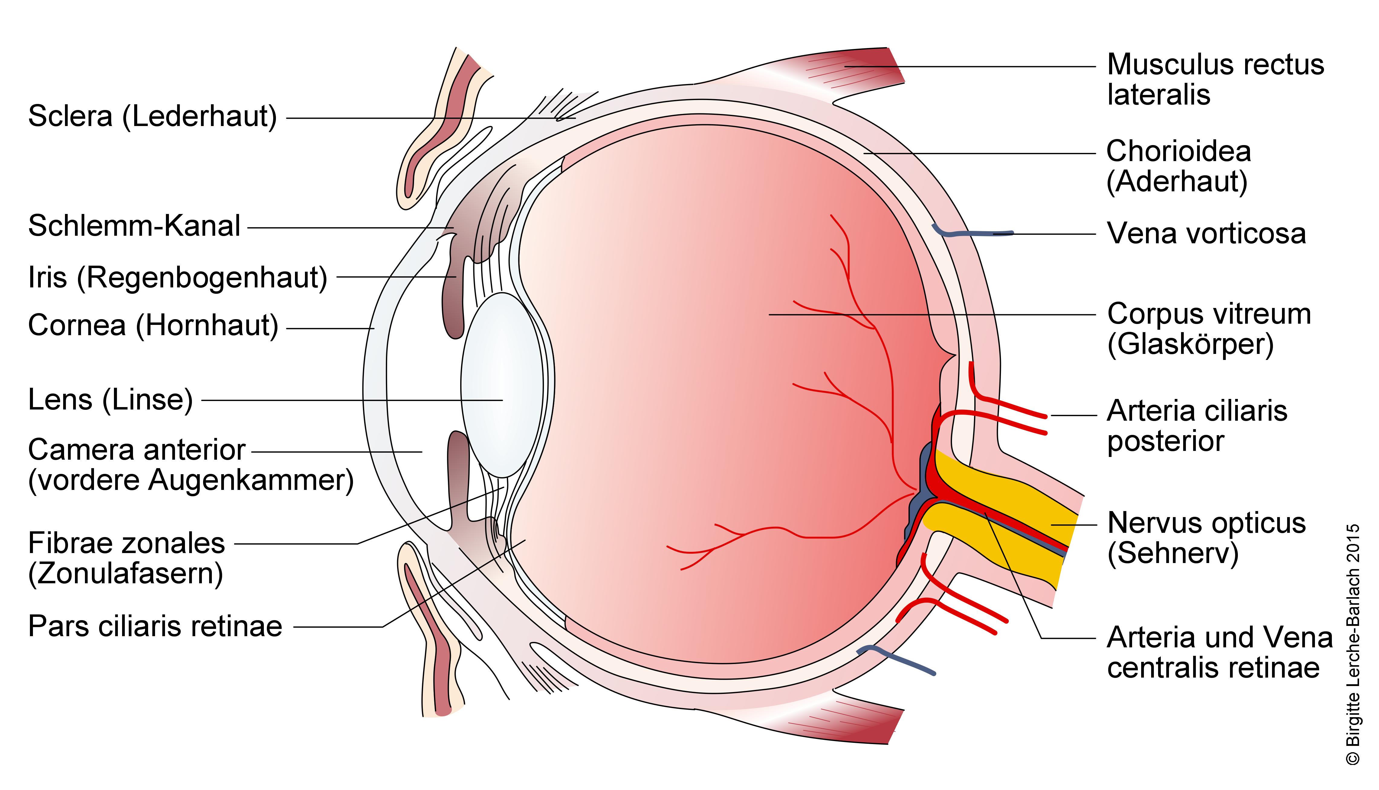 Auge, detaillierter Laengsschnitt.jpg