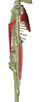 Overflatiske ventrale armlinje 2.png Overflatiske ventrale armlinje 2.png