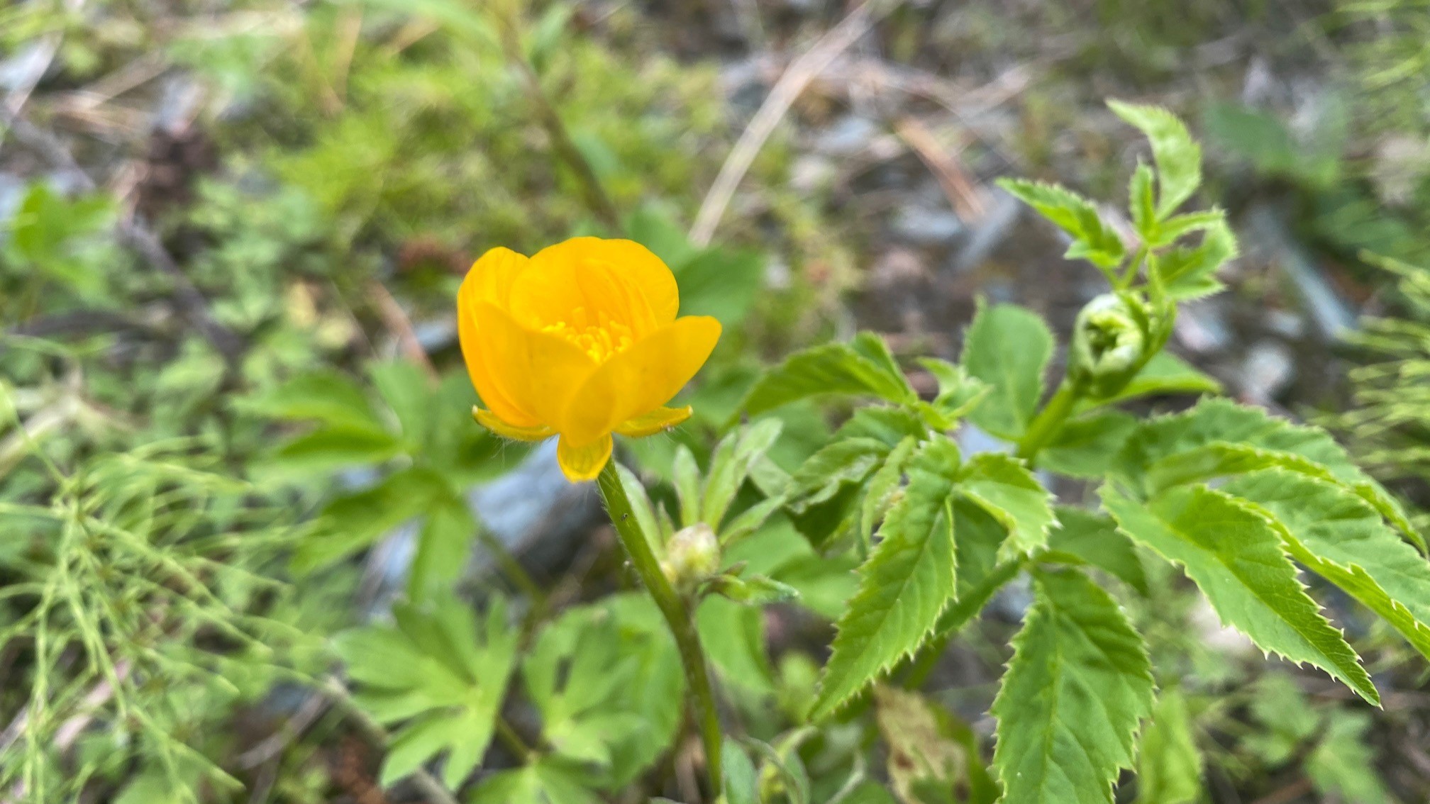 Engesoleie/Smørblomst, ugress i bakgrunnen