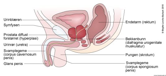 Nedre urinveier med prostata