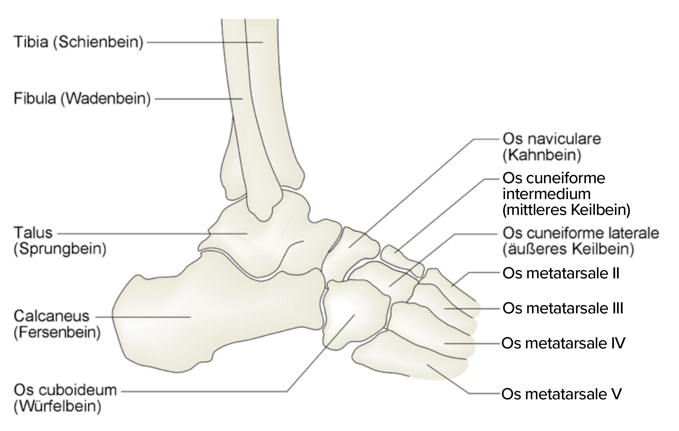 Fußknochen von lateral.jpg