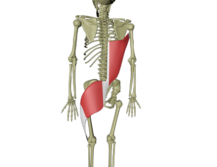 Støttende dorsale linje 1.png Støttende dorsale linje 1.png