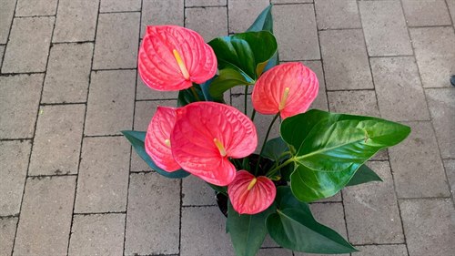 Flamingoblomst