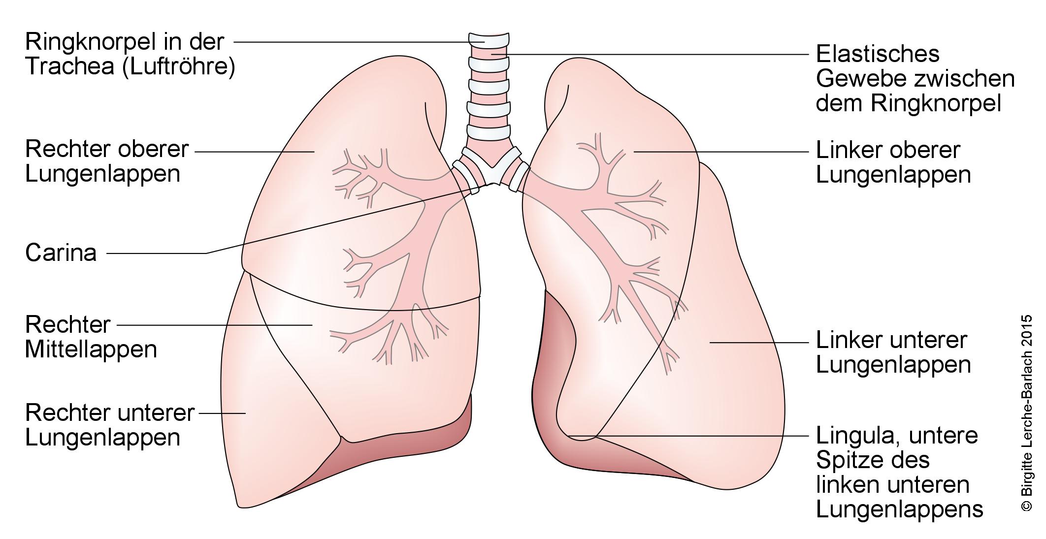 Lunge und Bronchialsystem