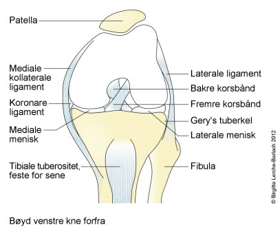 4733-2-bojet-venstre-kne-set-forfra.jpg