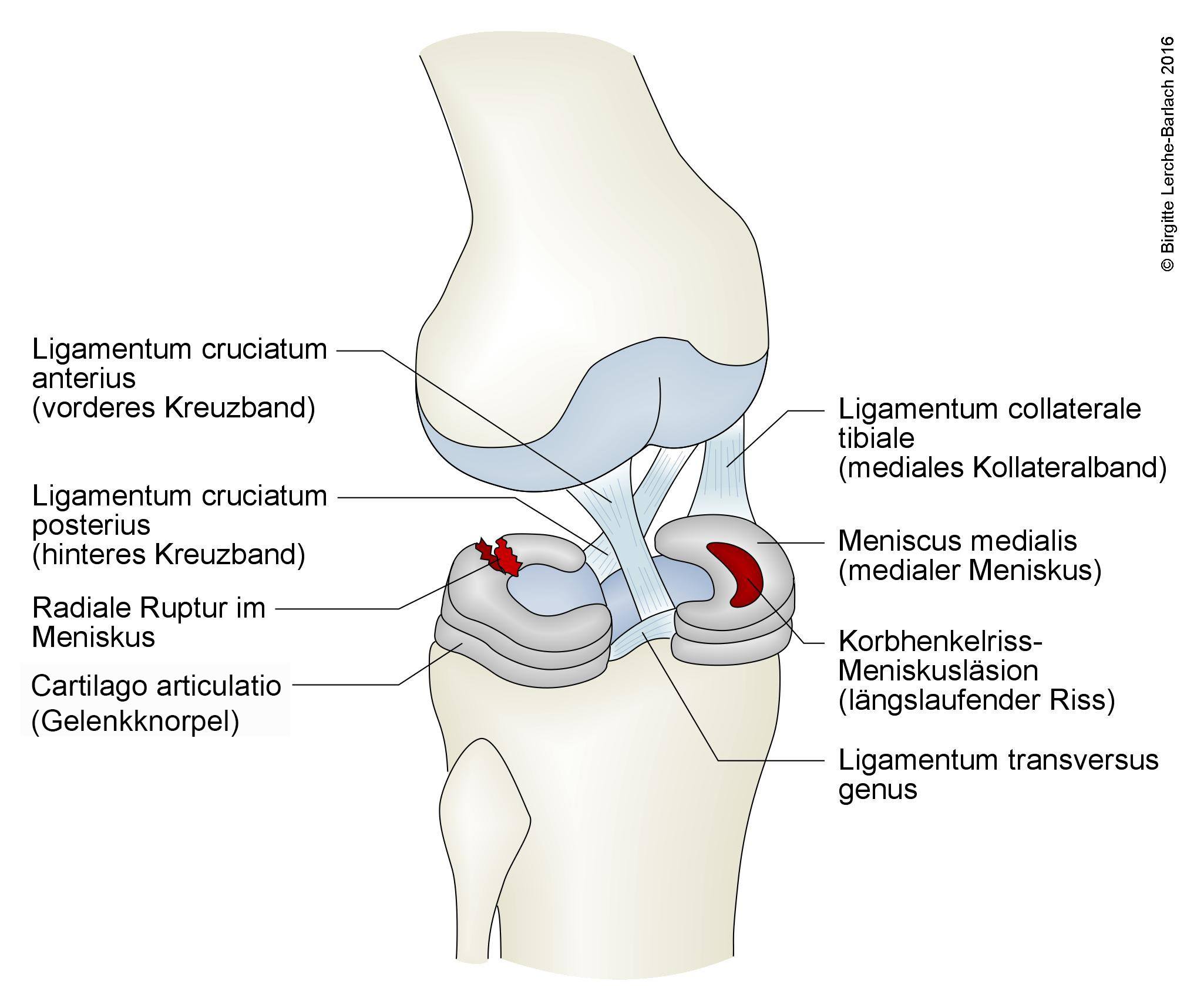 Knie_mit_Kreuzband.jpg