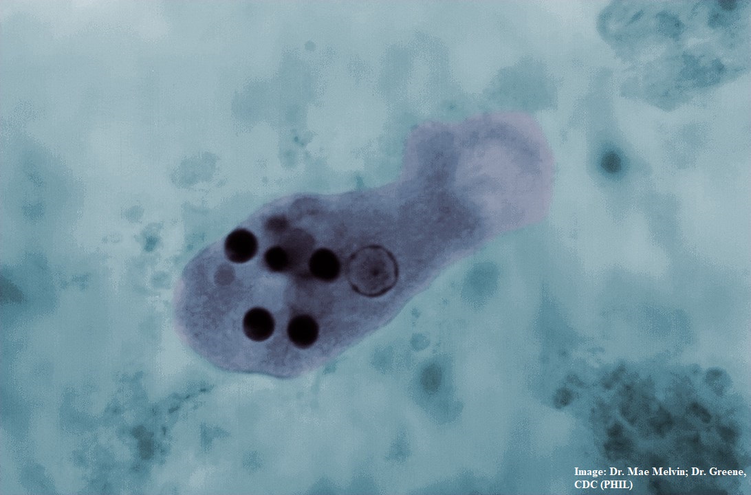 51525-2-entamoeba-histolytica-trofozoitt.jpg