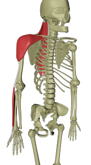 Overflatiske dorsale armlinje 3.png Overflatiske dorsale armlinje 3.png