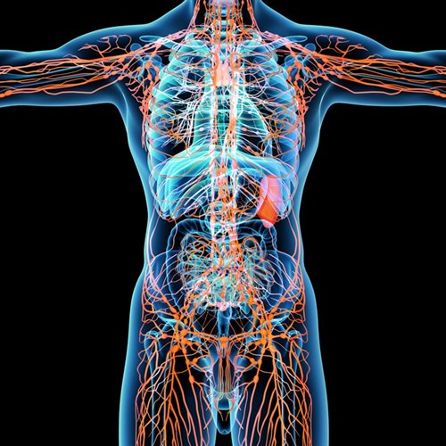 Lymfesystemet