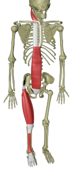 Overflatiske ventrale linje 1.png Overflatiske ventrale linje 1.png