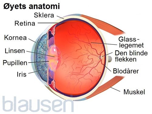 12451_9716_8257-2-eyeanatomy-01 speilet.jpg