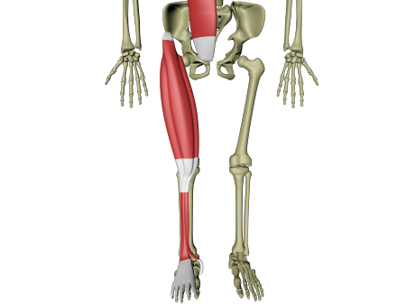 Overflatiske ventrale linje 4.png Overflatiske ventrale linje 4.png