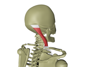 Overflatiske ventrale linje 2.png Overflatiske ventrale linje 2.png