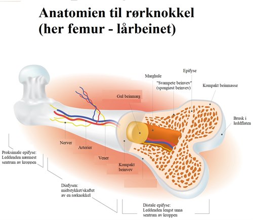 Lårbeinets anatomi.jpg Lårbeinets anatomi.jpg
