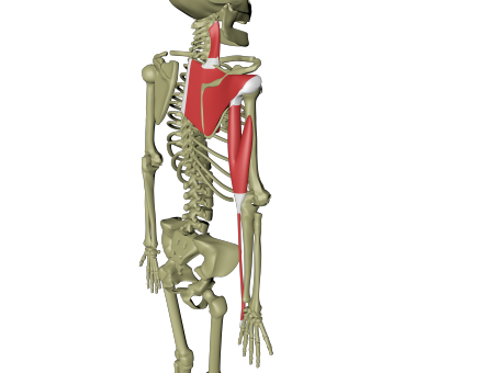 Dyp dorsal armlinje 1.png Dyp dorsal armlinje 1.png