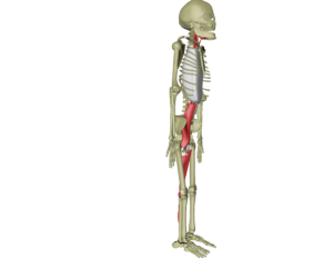Dyp frontlinje 2.png Dyp frontlinje 2.png