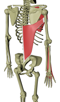 Overflatiske ventrale armlinje 3.png Overflatiske ventrale armlinje 3.png