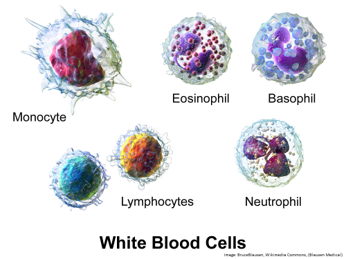 Hvite blodceller.png