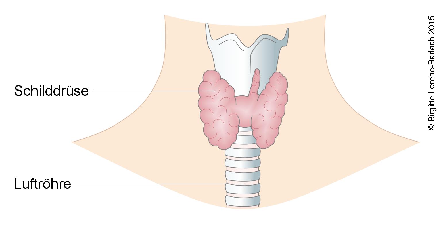 Thyreoidea, Schilddrüse