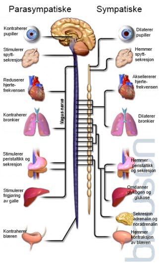 Autonome nervesystem parasymatisk og sympatisk.jpg