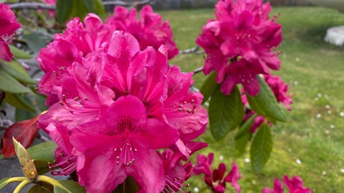 Rhododendron, rosa