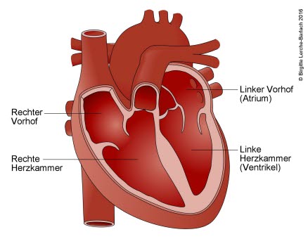 Herzkammern Vorderansicht