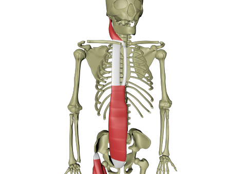 Overflatiske ventrale linje 3.png Overflatiske ventrale linje 3.png