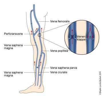 Venen in den unteren Extremitäten