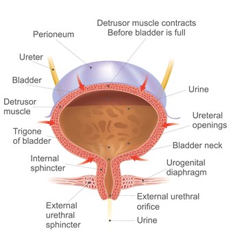 Urinblæren