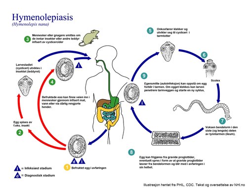 Livssyklus Hymenolepiasis