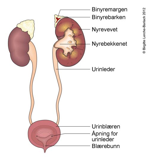 Nyre - binyre - blære - urinveier