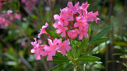 Nerium oleander