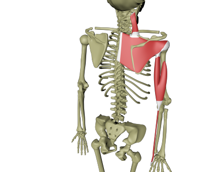 Dyp dorsal armlinje 2.png Dyp dorsal armlinje 2.png