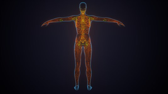 Perifere nervesystem