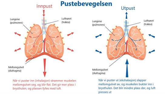 Diaphragm Norsk () Diaphragm Norsk