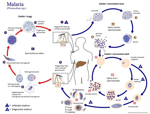 Infografikk som viser malaria-parasittens livssyklus