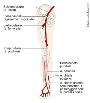 Arterier i benet Arterier i benet