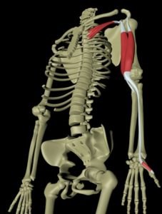 Dyp ventral armlinje 2.jpg Dyp ventral armlinje 2.jpg