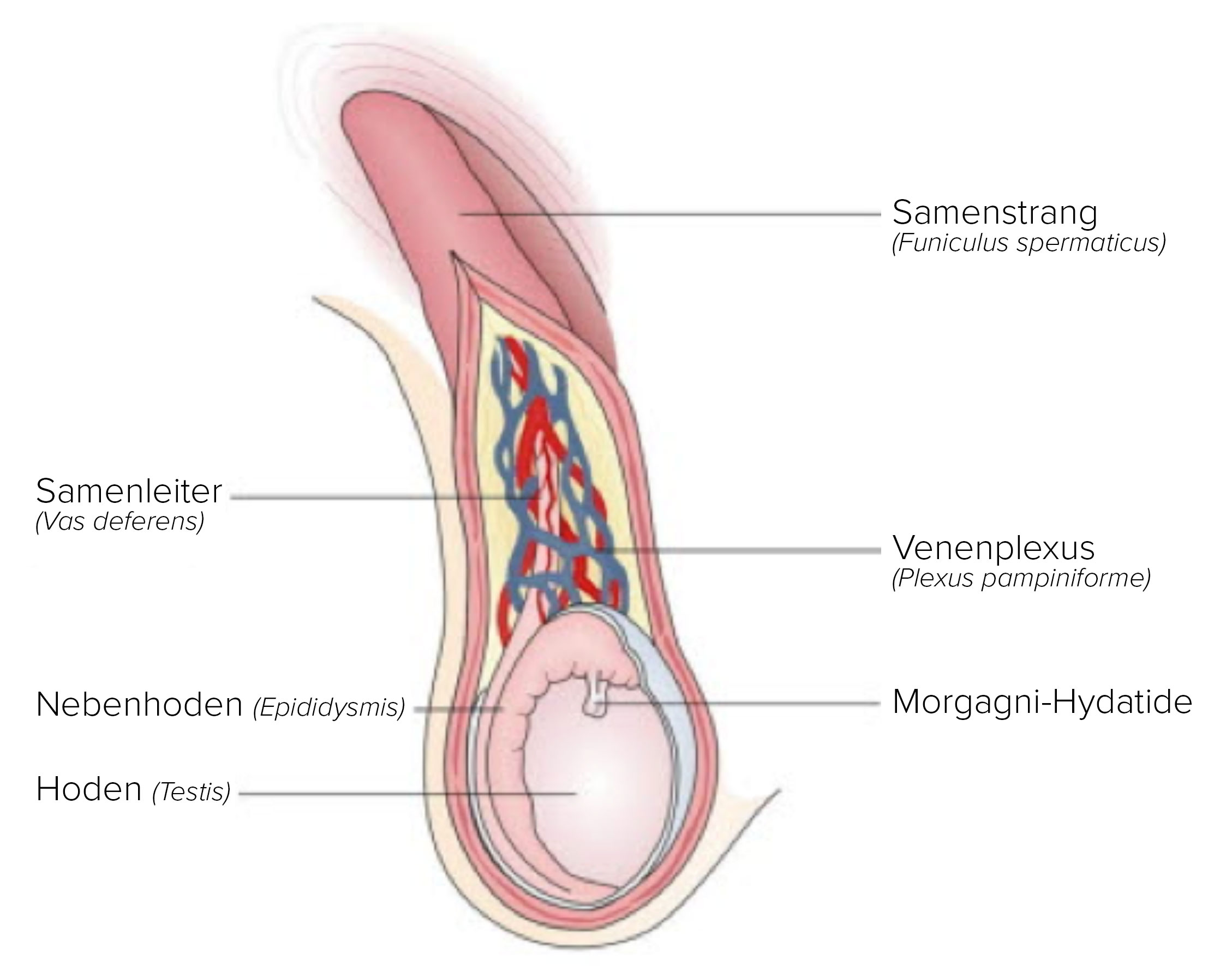 Hodensack knubbel Urologenportal: Beim