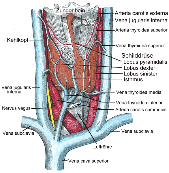 Anatomie der Schilddrüse und umgebender Strukturen (Quelle: Wikipedia)